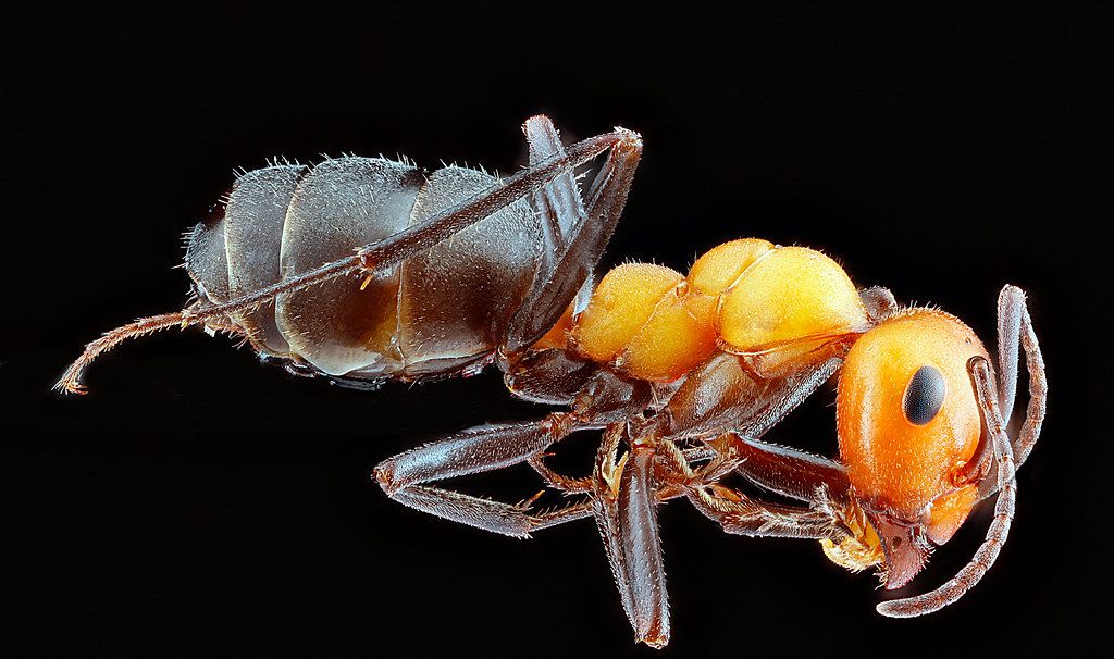 Ant Control service in Florin, CA