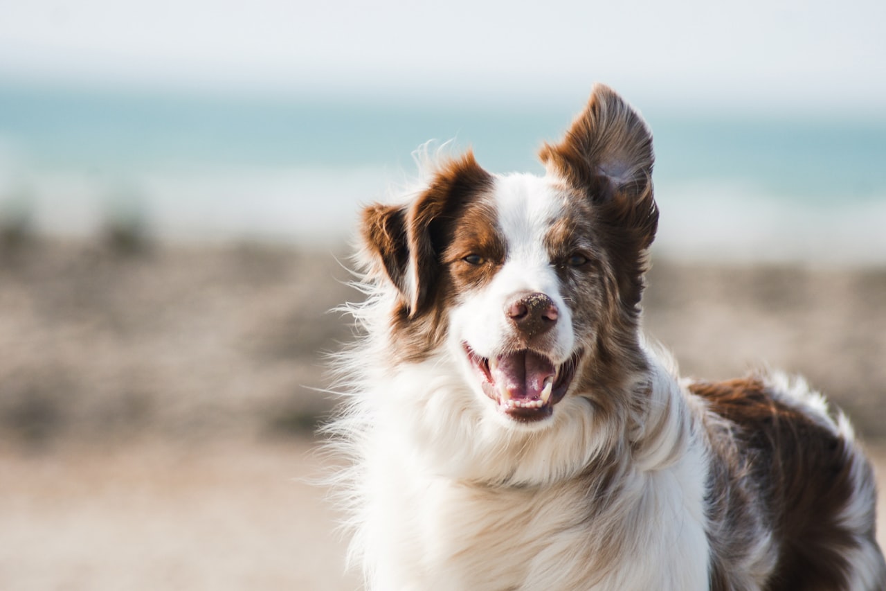 Flea & Tick Control service in Florin, CA