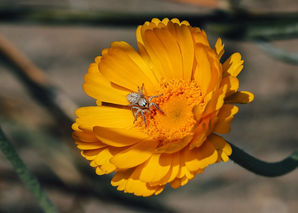 Spider Control service in Florin, CA
